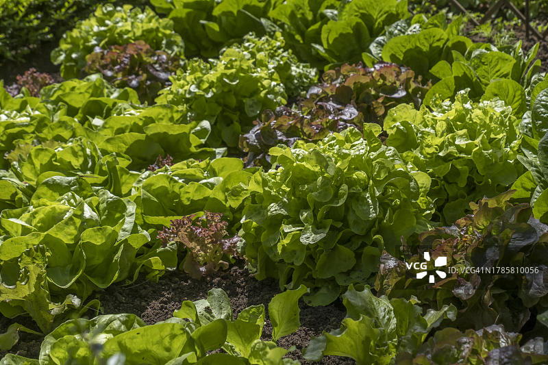 床上种植各种绿色生菜品种，明斯特兰，北莱茵-威斯特伐利亚，德国图片素材