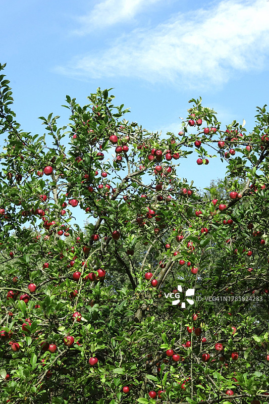 德国九月的苹果树图片素材