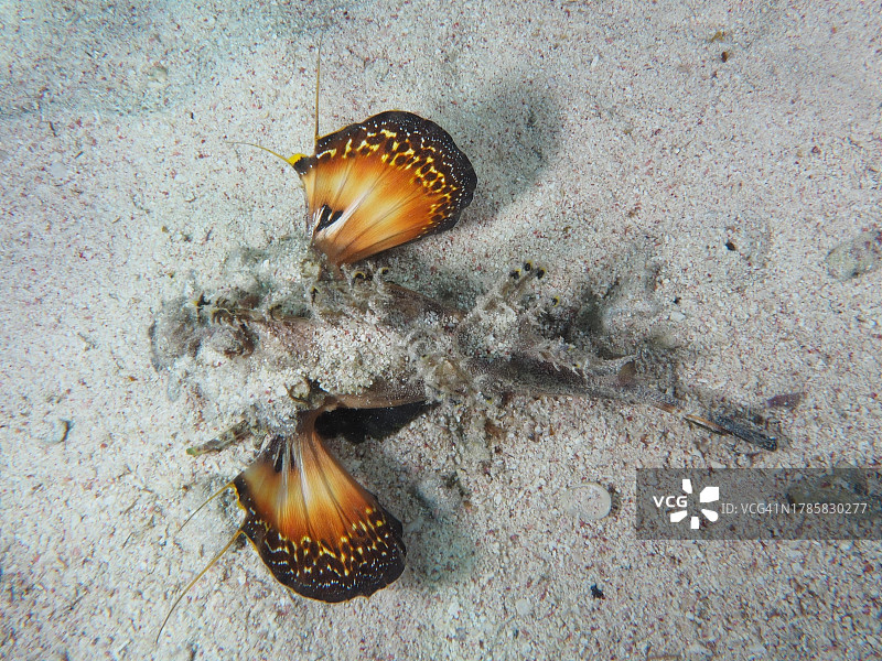 红海丝鳍 назем 鱼（丝鳍 назем 鱼）用彩色鳍警告敌人。埃及红海El Quesir红树林湾House Reef潜水点图片素材