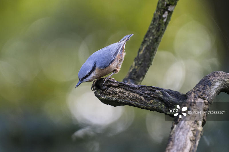 欧亚䴓，德国下萨克森州埃姆斯兰图片素材