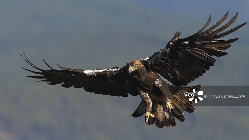 西班牙皇鹰，在山地景观中飞行的成年鸟类图片素材