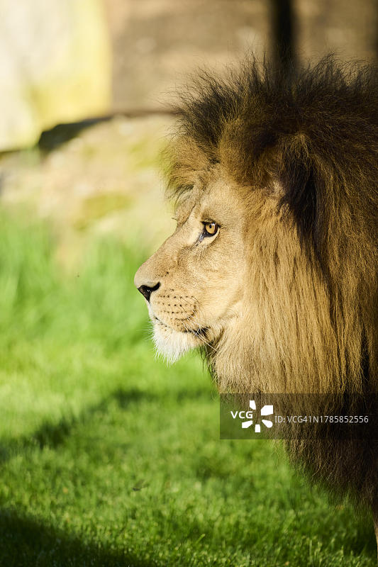 亚洲狮（波斯豹），雄性，肖像，圈养，德国图片素材