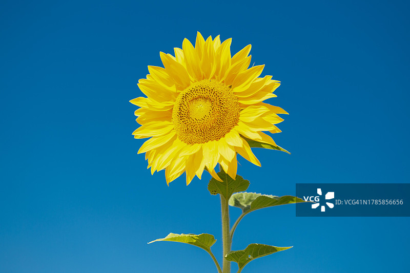 德国巴伐利亚州上巴伐利亚达豪地区的向日葵图片素材