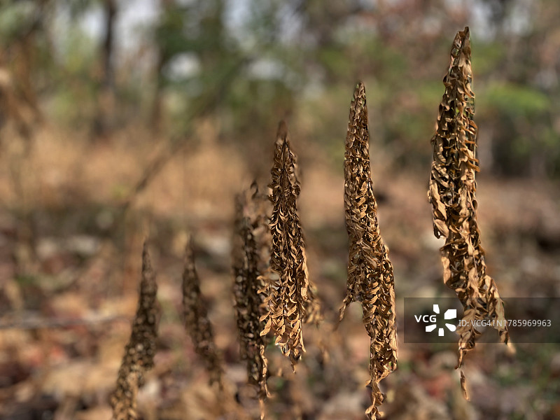 秋入林图片素材
