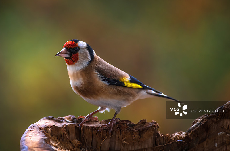 栖息在木头上的金翅雀特写图片素材