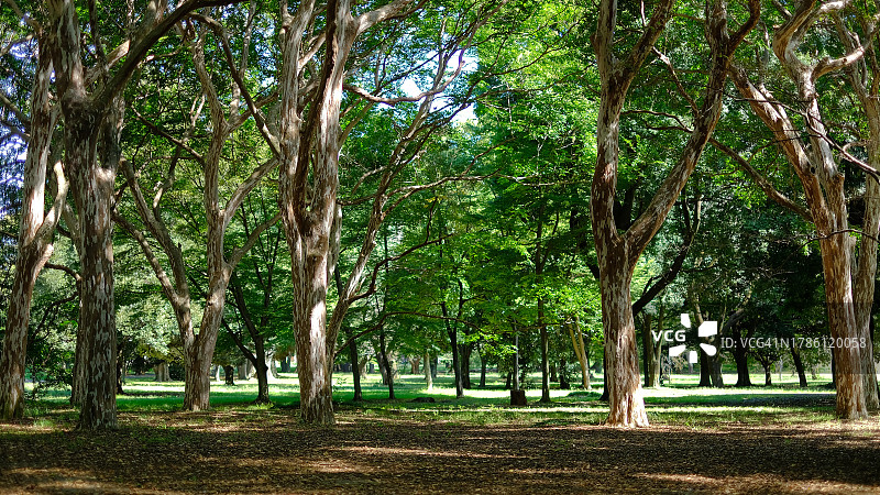 森林中的树木图片素材