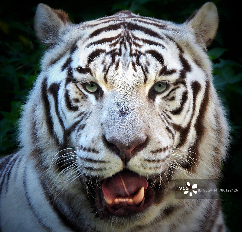 苏门答腊虎特写肖像图片素材