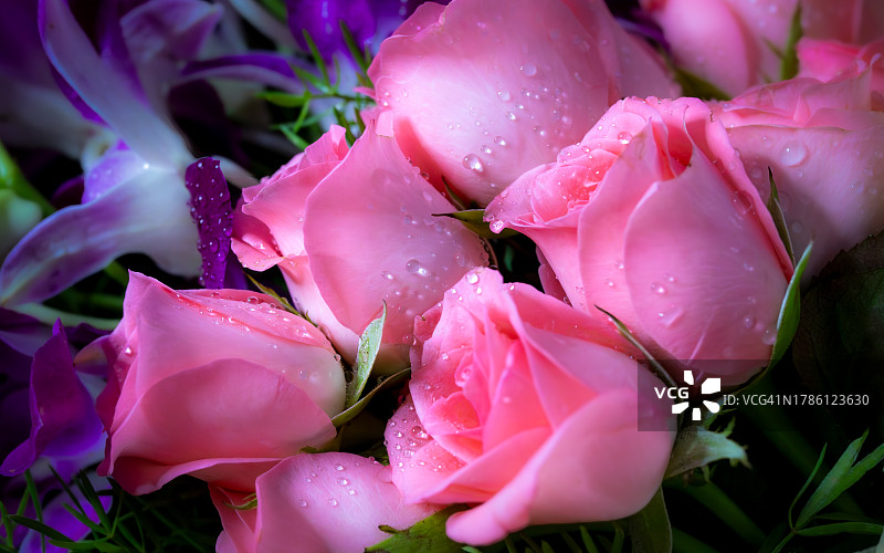 湿粉色玫瑰花特写图片素材