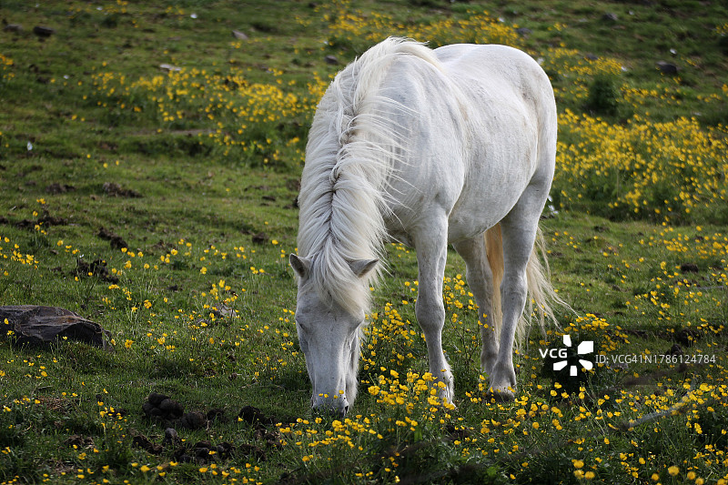 草地上白色马吃草的俯视照片图片素材