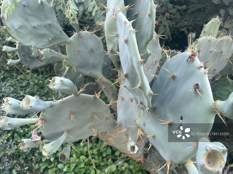 印度泰米尔纳德邦阿兰古迪的仙人掌特写图片素材