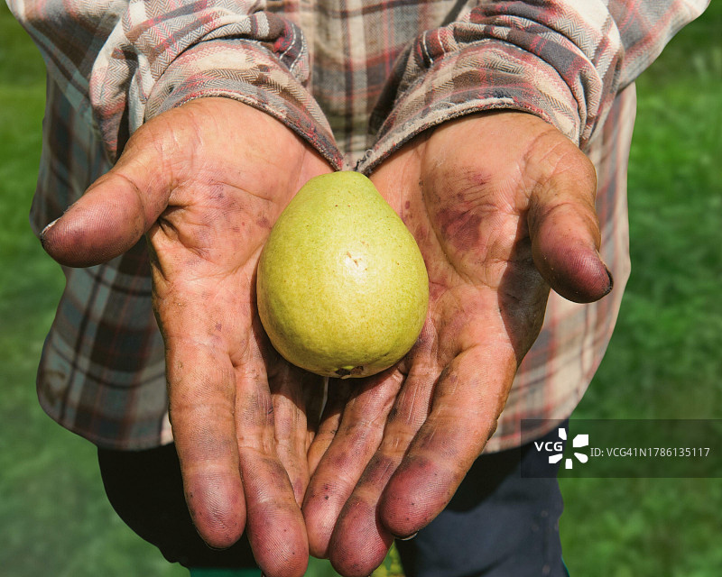 男人拿着柠檬的身体中部照片图片素材