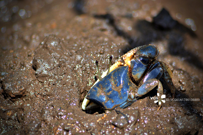 岩石上的螃蟹特写图片素材