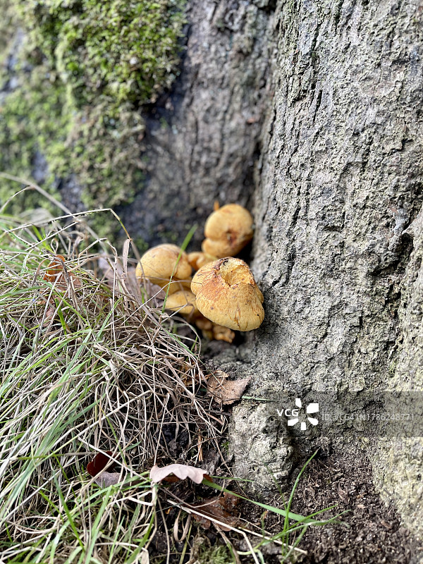 树底生长的野生蘑菇图片素材