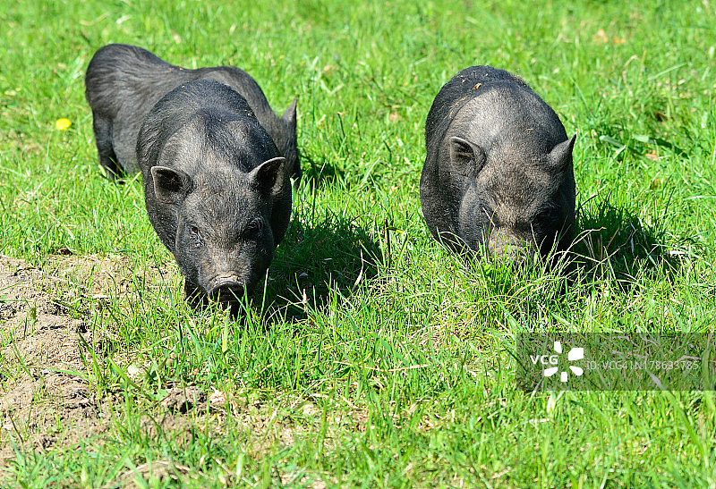 散养猪图片素材