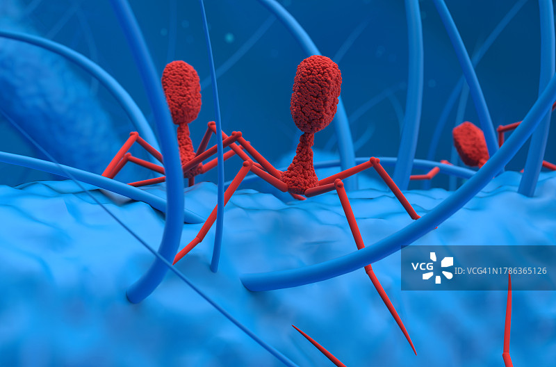 噬菌体感染细菌插图图片素材