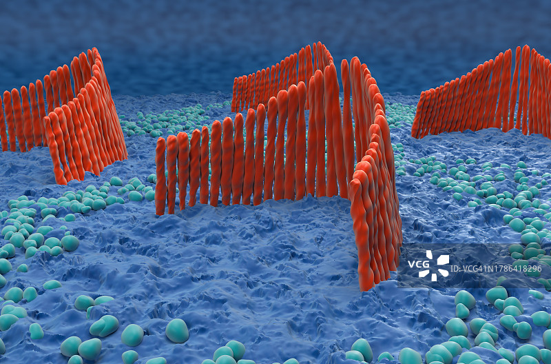 内耳毛细胞示意图图片素材