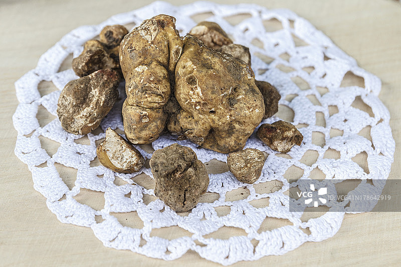 白色松露或“阿尔巴的圣母”图片素材