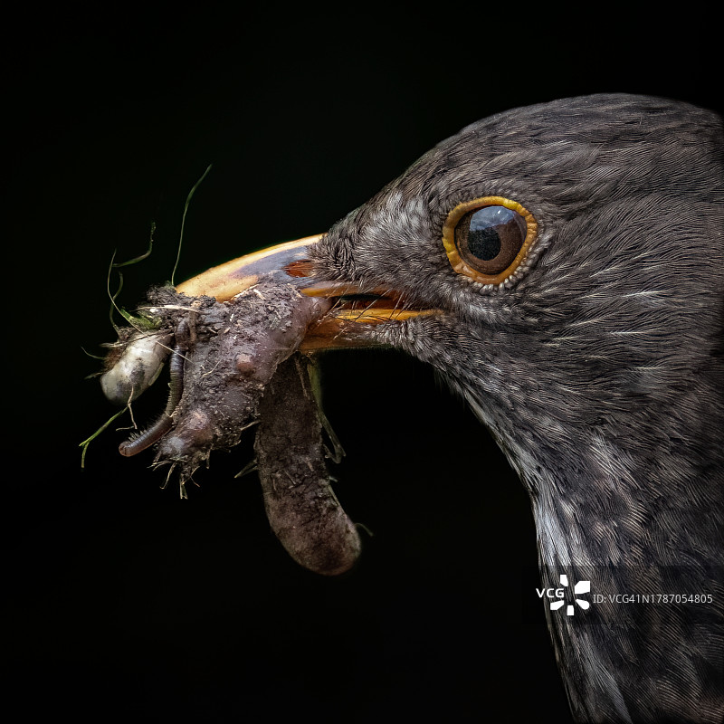 黑色背景下拍摄的黑鸟觅食特写图片素材