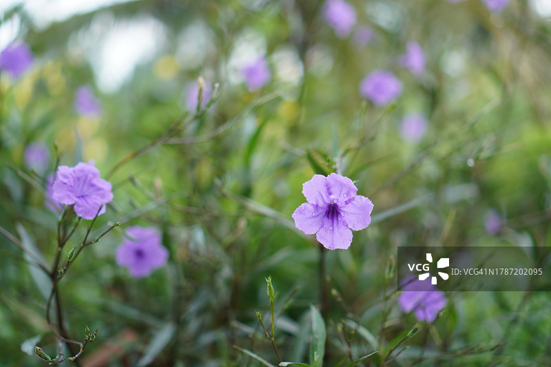 花园里盛开的紫色矮牵牛花图片素材