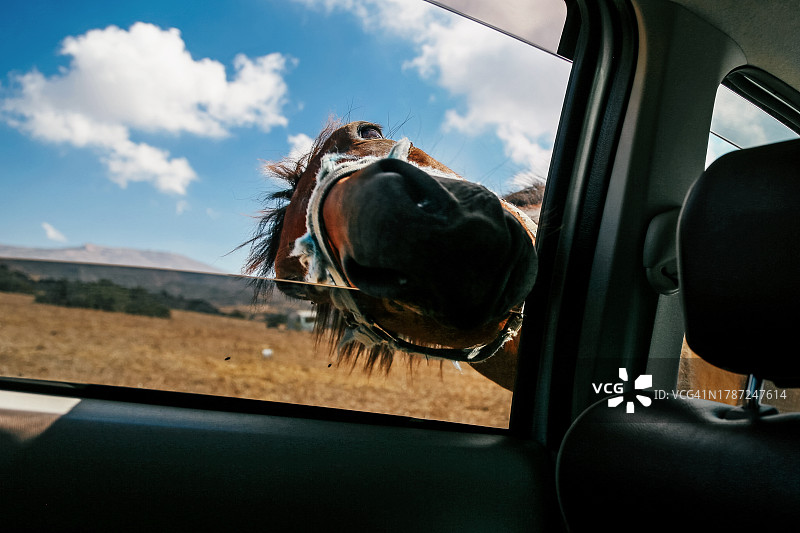 马看着车窗内，有趣又好奇图片素材