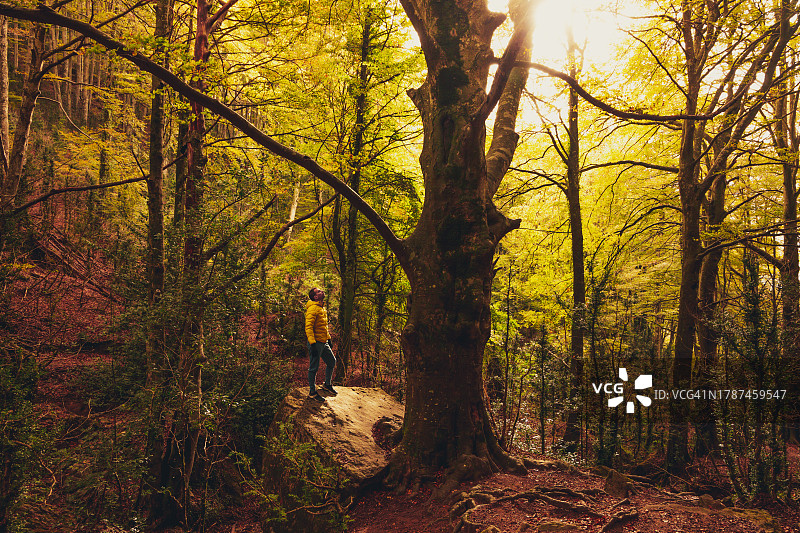 秋季欣赏雄伟山毛榉树的徒步男人图片素材