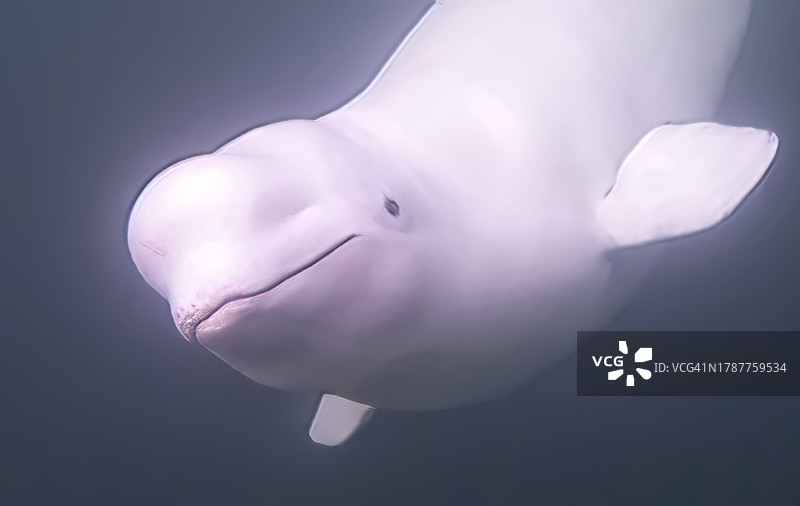 水下白鲸图片素材