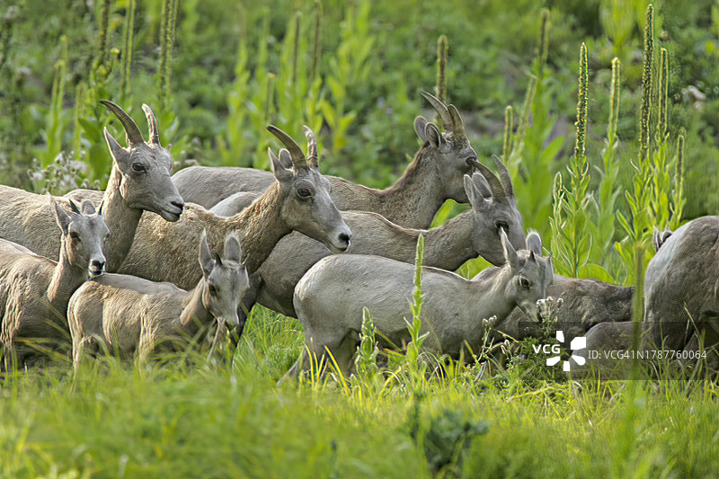 大角羊家庭图片素材