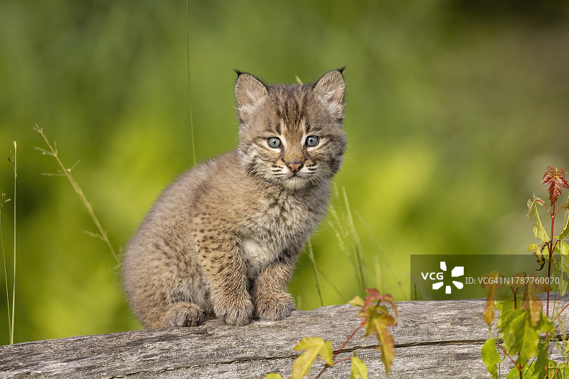 短尾猫幼崽在木头上图片素材