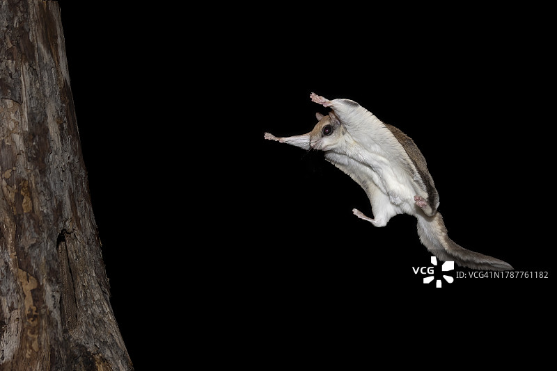 夜晚滑翔的南方鼯鼠图片素材
