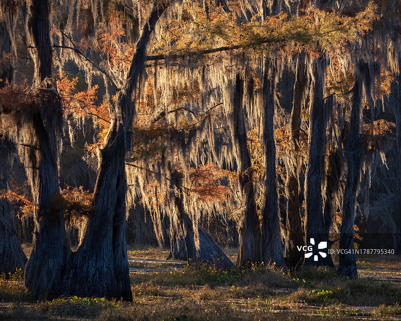 柏树上悬挂的西班牙苔藓图片素材