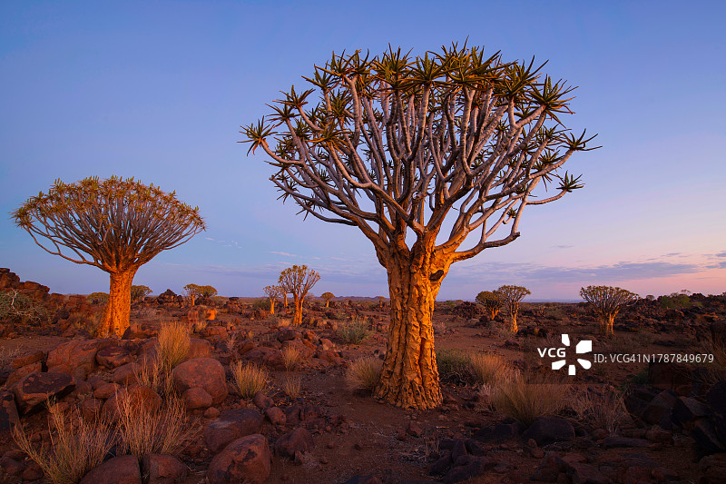 箭筒树，纳米比亚基特曼斯胡普附近，箭筒树森林日落图片素材
