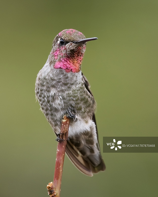 安娜的蜂鸟图片素材