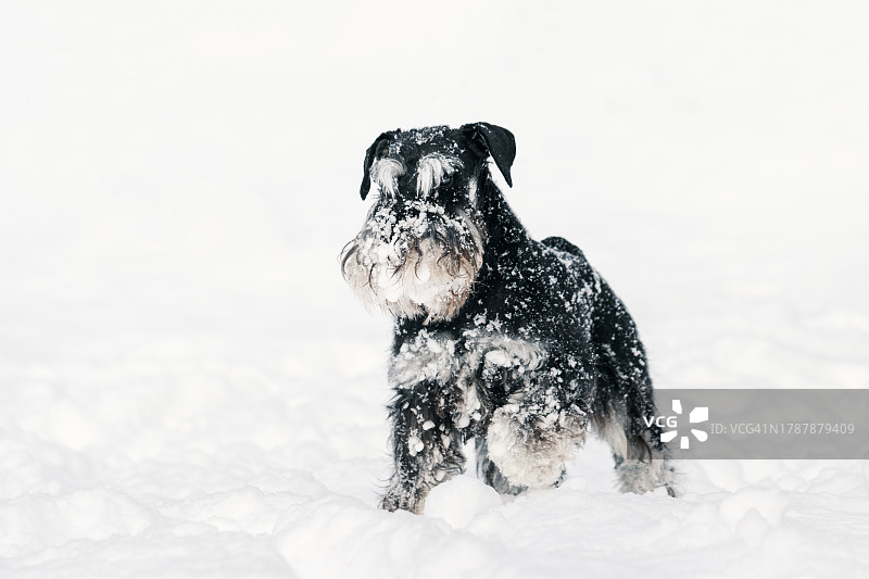 雪地里站立的雪地迷你雪纳瑞犬 - 冬季散步的有趣的狗图片素材