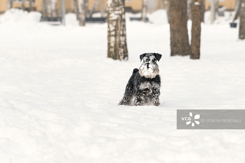 雪冬里毛皮结冰的奇异小狗在院子里行走图片素材