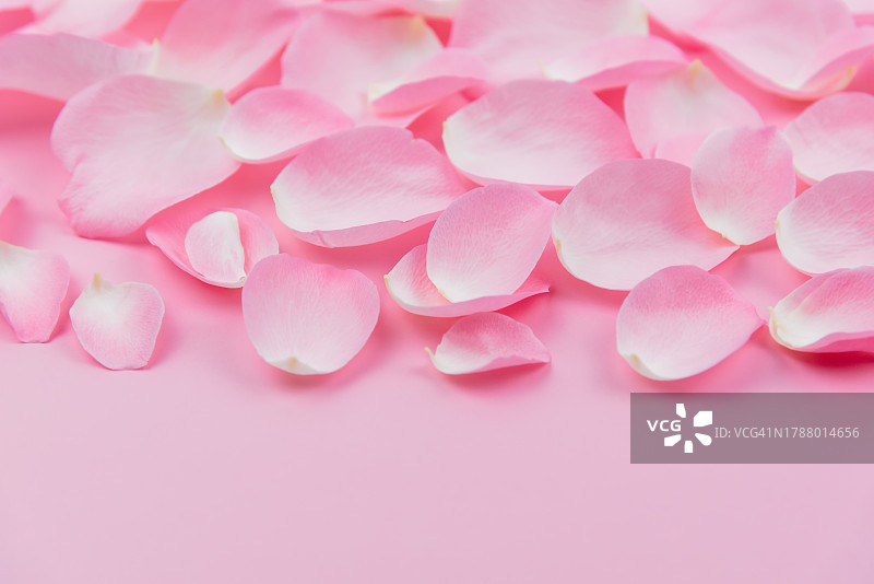 粉色背景上的粉色玫瑰花瓣图片素材