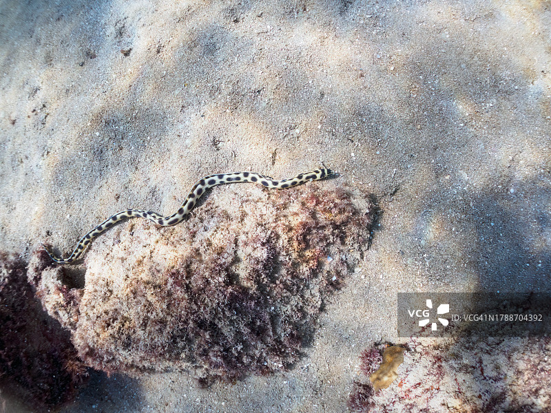 神秘的虎蛇鳗鱼，摄于东京伊豆群岛式根岛图片素材
