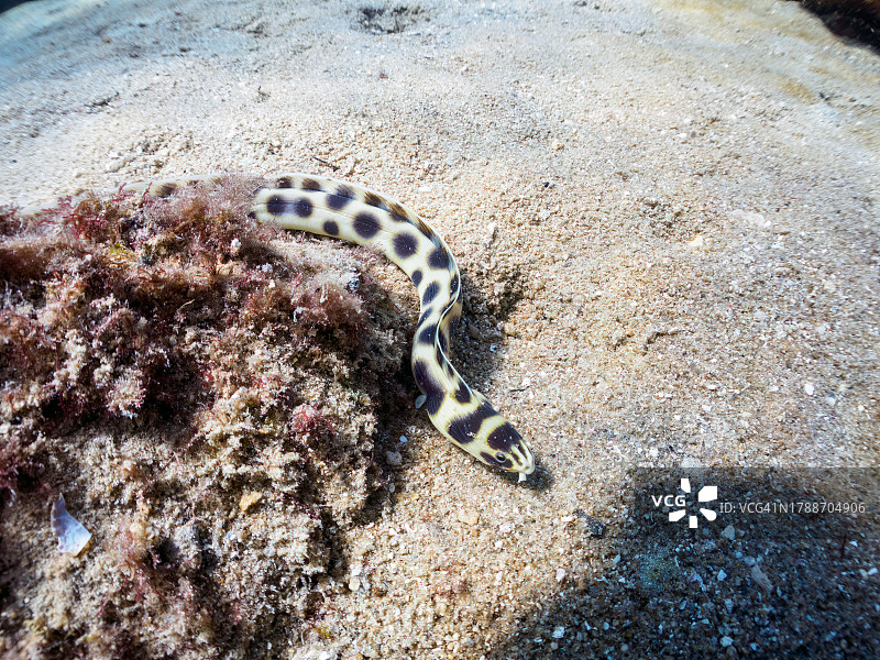神秘的虎蛇鳗鱼，摄于东京伊豆群岛式根岛图片素材