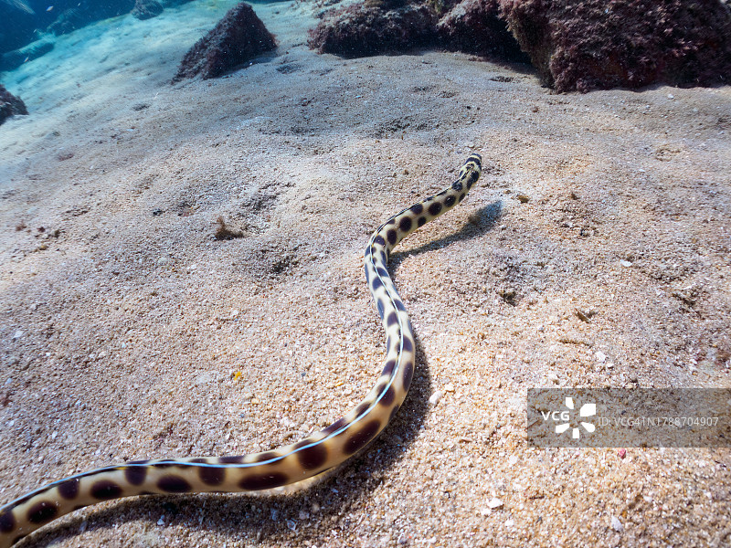 神秘的虎蛇鳗鱼，摄于东京伊豆群岛式根岛图片素材