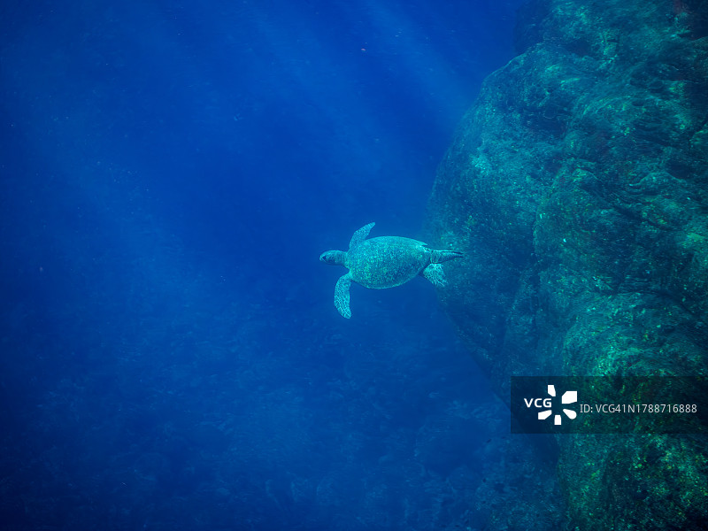 东京伊豆群岛式根岛海滩上的大型绿海龟图片素材
