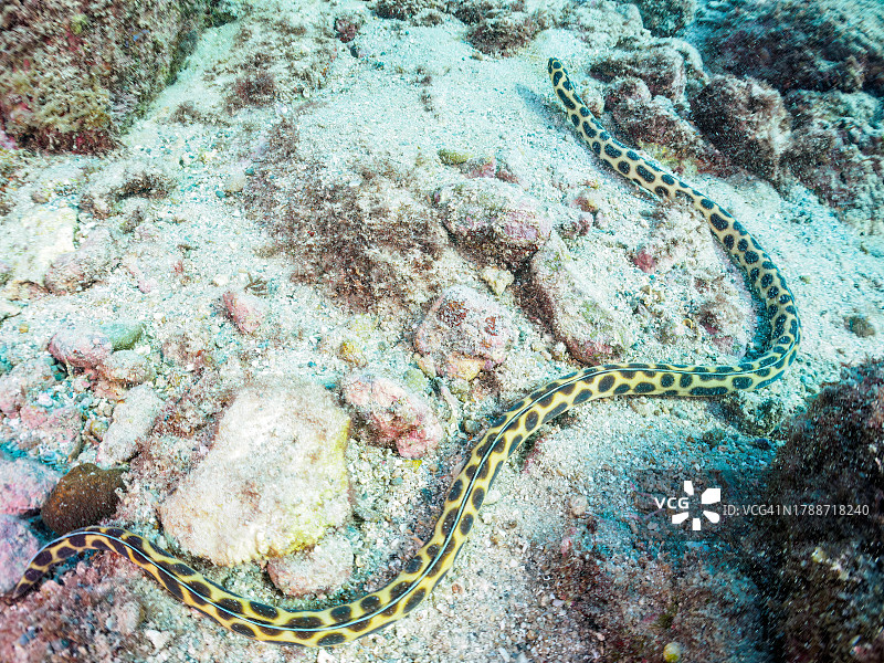 神秘的虎蛇鳗图片素材