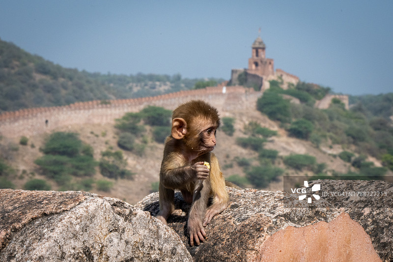在印度斋浦尔琥珀堡墙上玩耍的猴宝宝图片素材