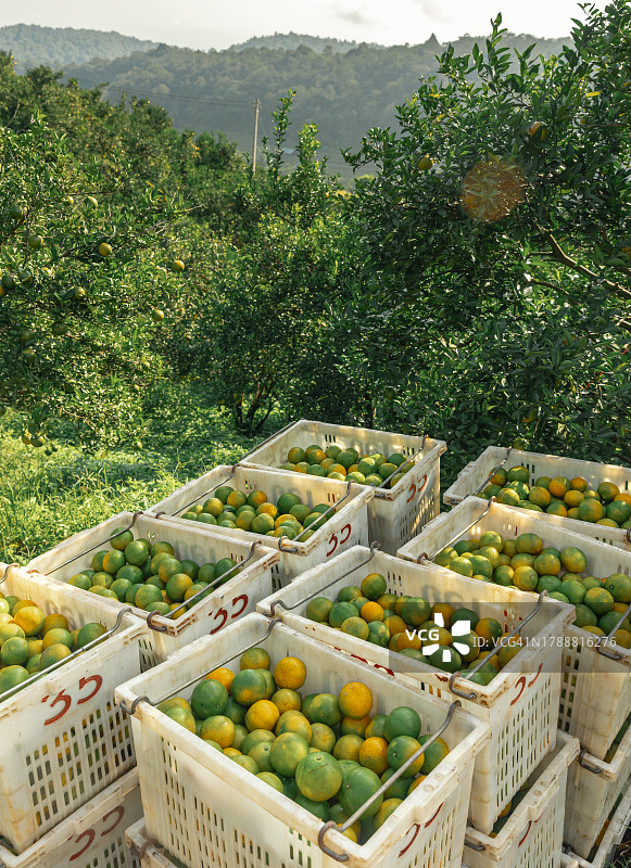 在橙子园采摘篮子里的新鲜橙子图片素材