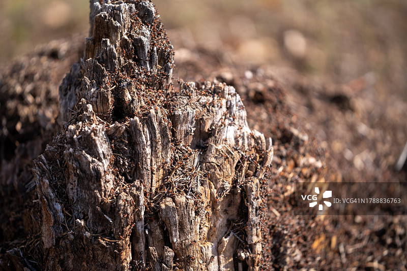 枯木堆和蚂蚁窝图片素材