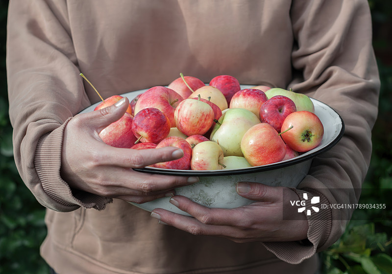 女性手中拿着装有花园苹果的金属盘图片素材