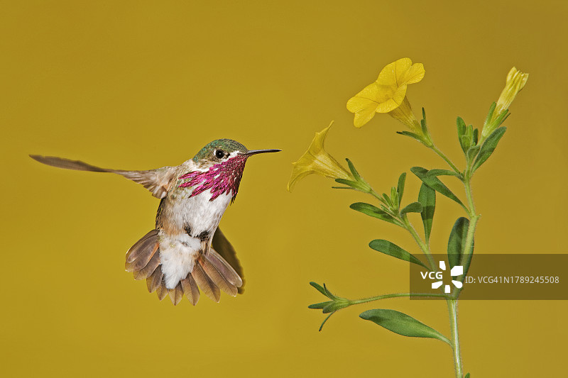 红喉北蜂鸟图片素材