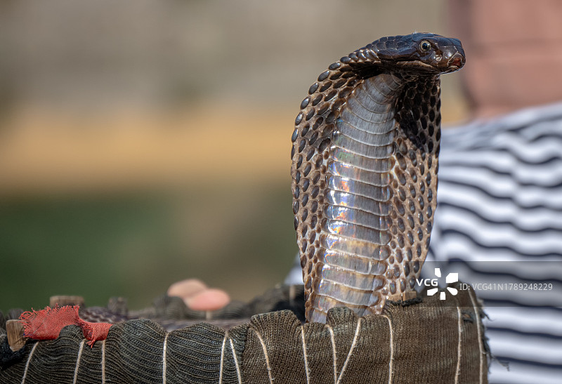 印度的耍蛇人图片素材