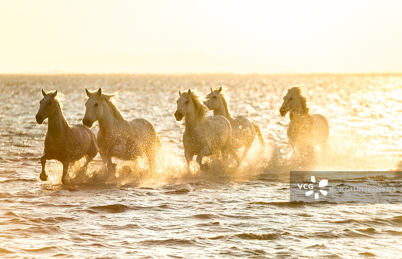 卡马格的奔腾白马，法国图片素材
