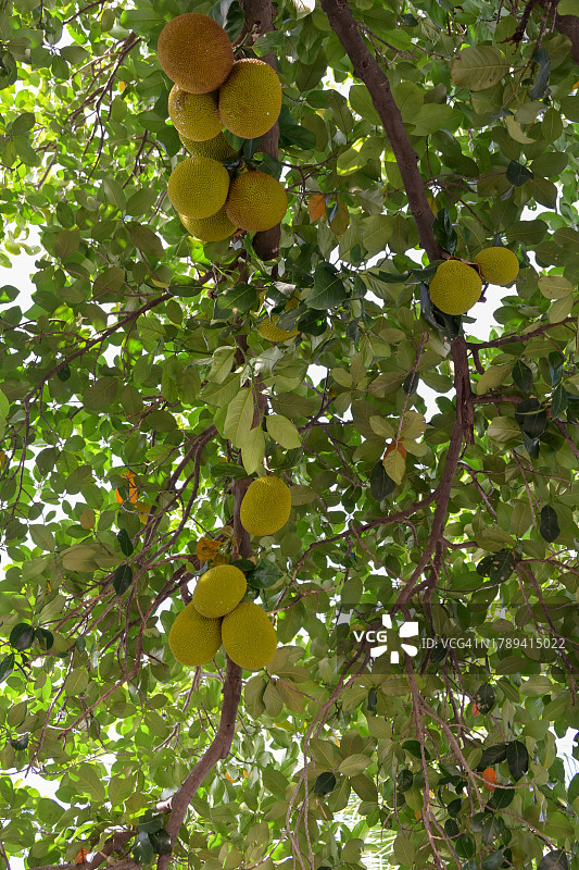 花园树上的少量菠萝蜜图片素材