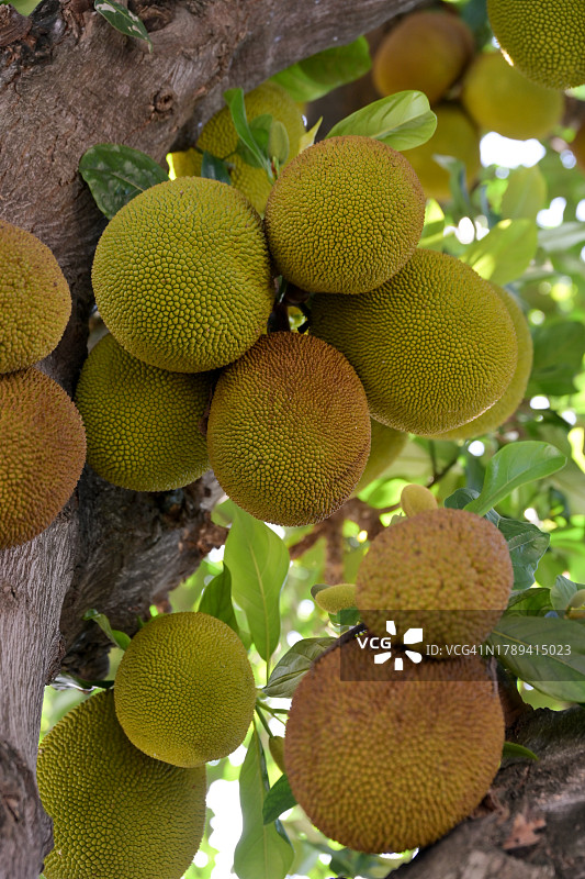 花园树上的少量菠萝蜜图片素材