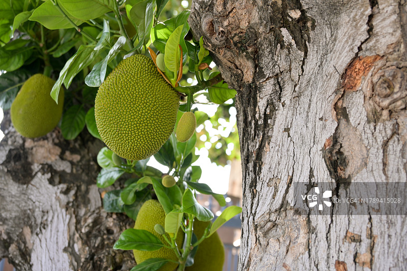 花园树上的少量菠萝蜜图片素材